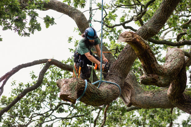 Best Hazardous Tree Removal  in Cotter, AR