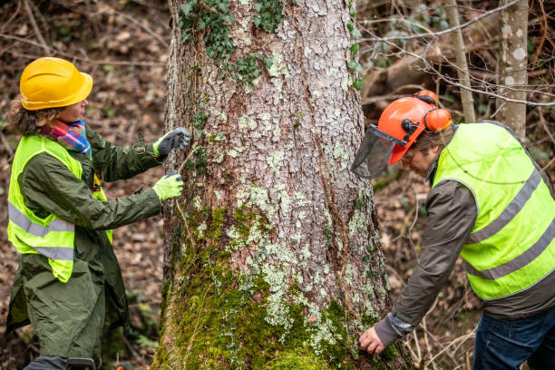 How Our Tree Care Process Works  in  Cotter, AR