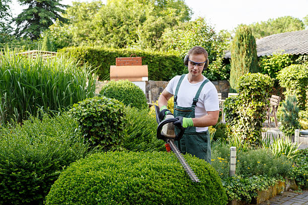 Best Artificial Turf Installation  in Cotter, AR